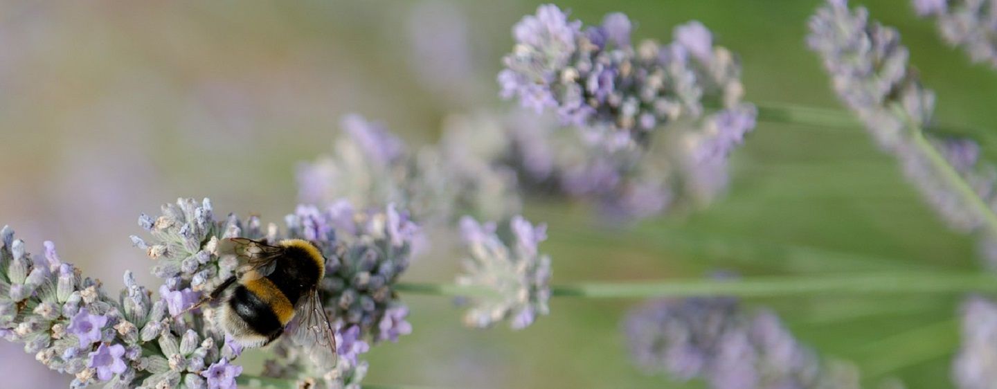 verschil bij wesp hommel hoornaar zweefvlieg