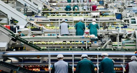 gevolgen ongedierte in de voedselverwerkende industrie