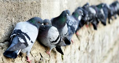 se débarrasser des pigeons