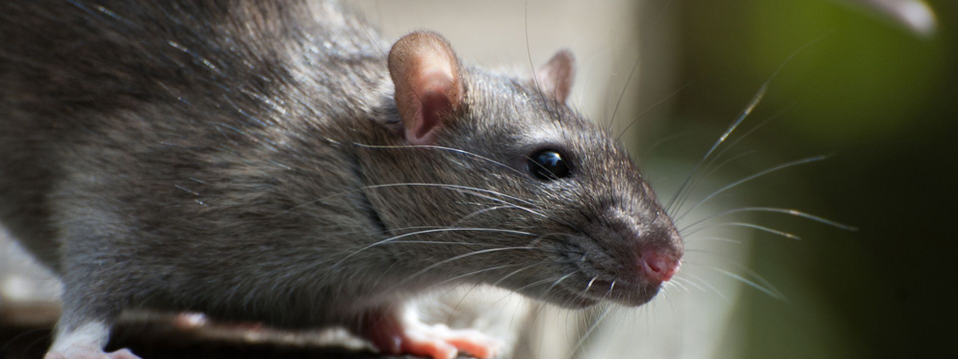 zwarte rat bestrijden