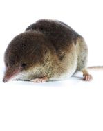 spitsmuizen verjagen