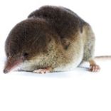 spitsmuizen verjagen