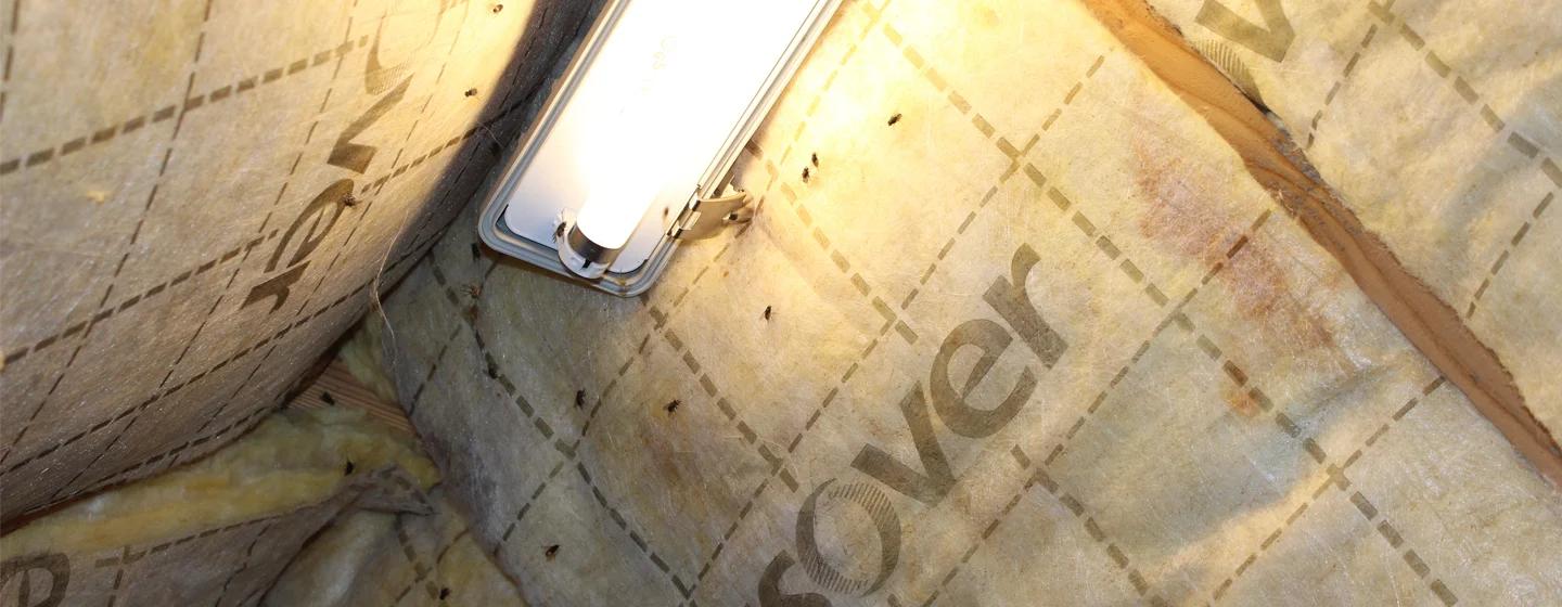 klustervliegen zolder verdelgen