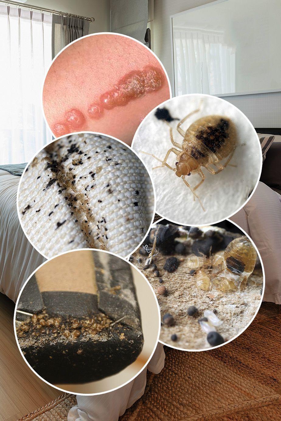 reconnaître le comportement des punaises de lit