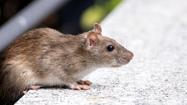 rat op openbaar terrein