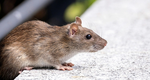 rattenbestrijding