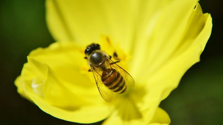 Close-up of a honey bee on a yellow flower.