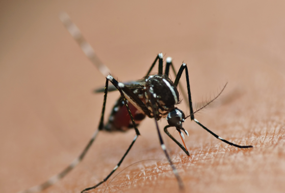 Un moustique rayé noir et blanc, l’abdomen rempli de sang, en train de piquer la peau humaine.ermug