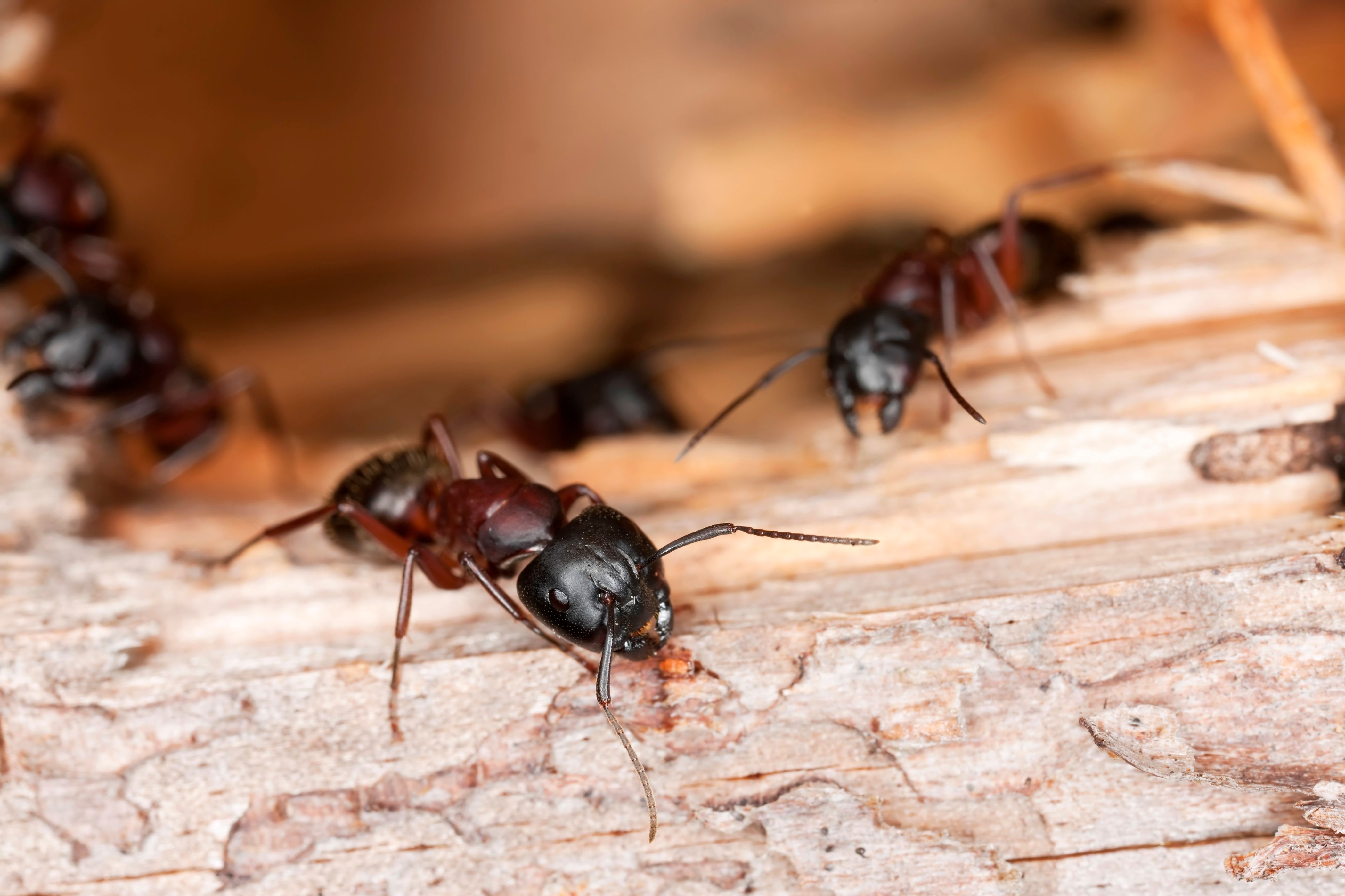 fourmis en colonie