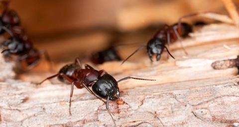 fourmis en colonie