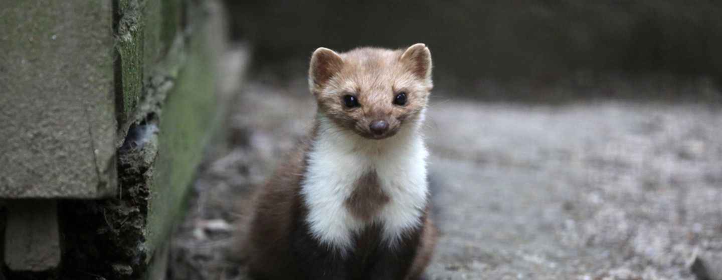 steenmarter verjagen