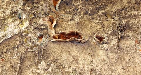 zwambestrijding huiszwam