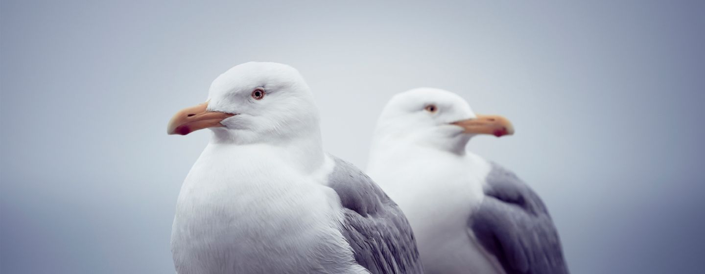 éloignement mouettes