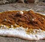 traitement contre la mérule