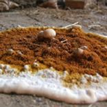 traitement contre la mérule