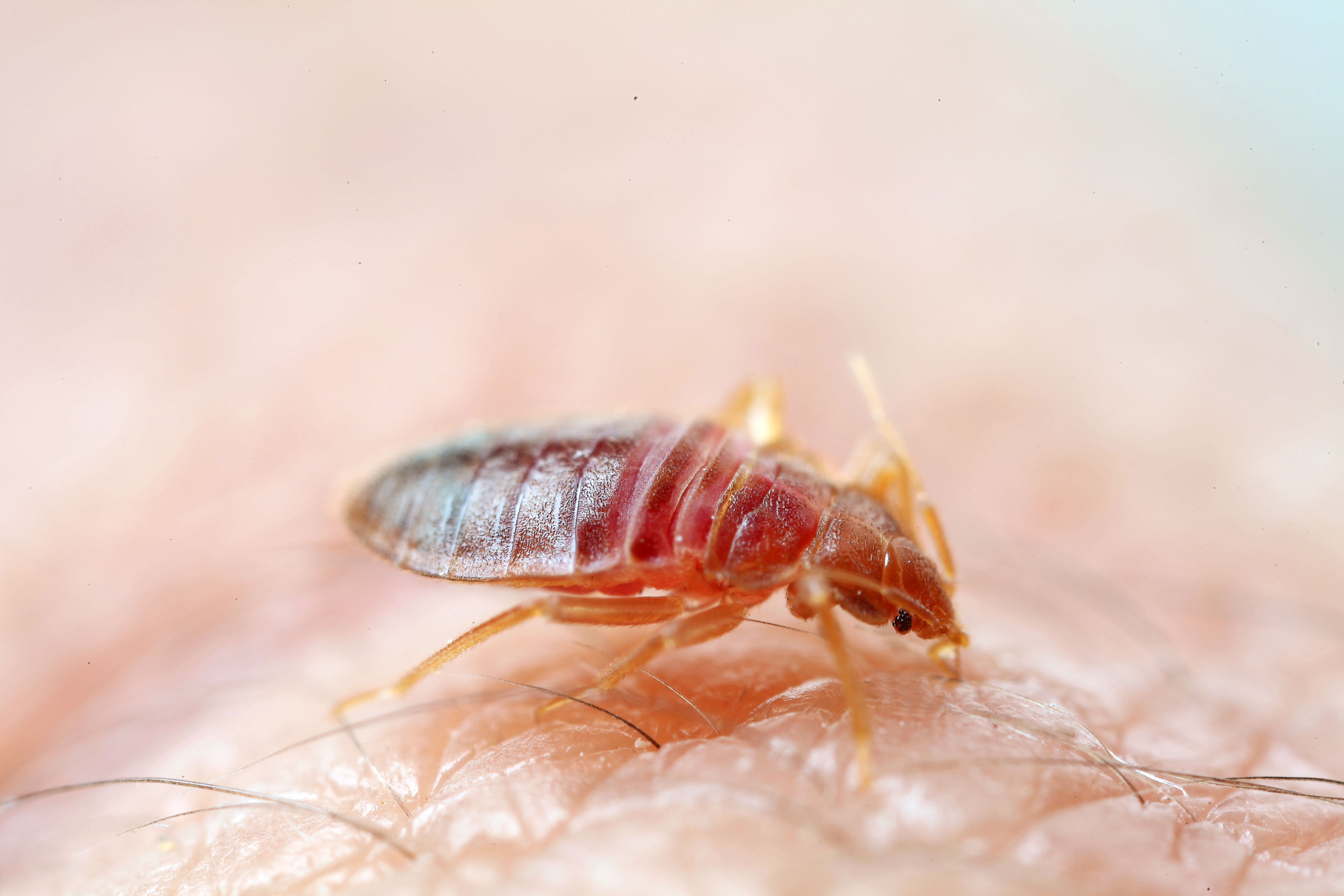 bedbug treatment belgium