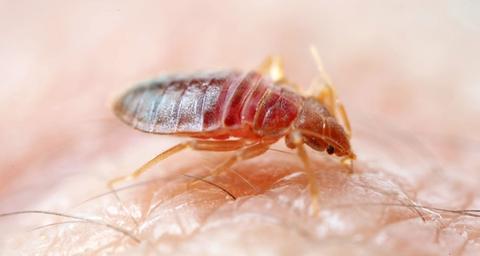 bedbug treatment belgium