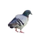 répulsifs anti-pigeons