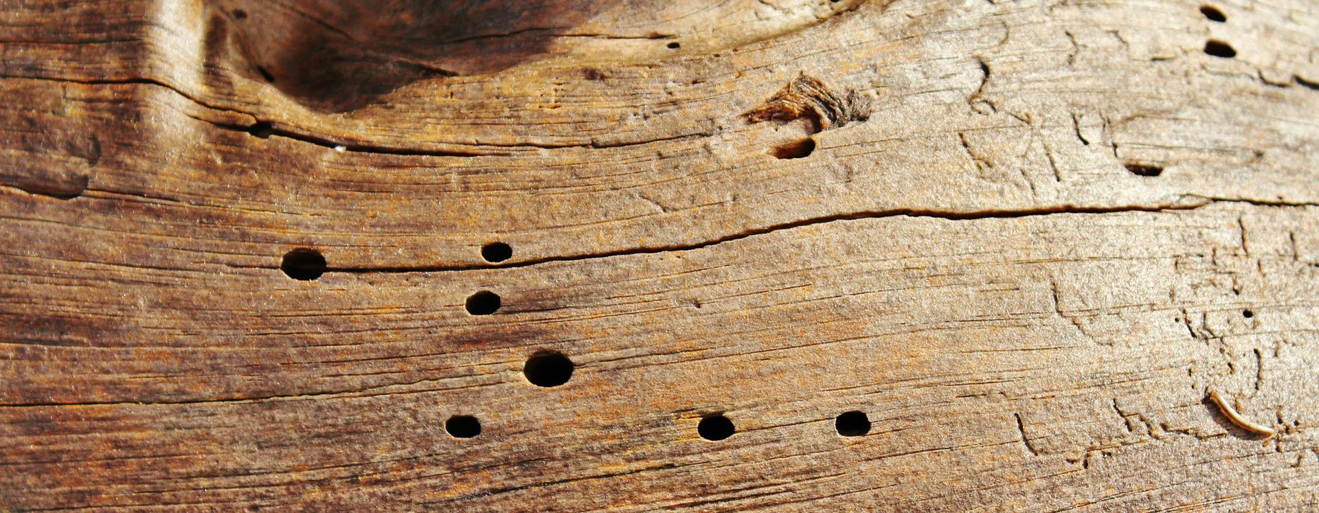 begassen houtinsecten ongedierte