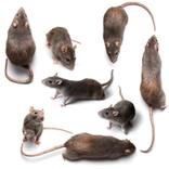 rongeurs: rats et souris