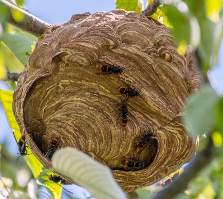 nest aziatische hoornaar