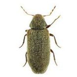 se débarrasser de la grande vrillette