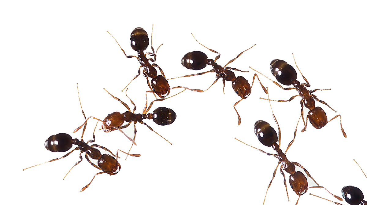 se débarrasser des fourmis