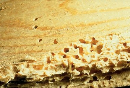 dégâts virillette bois