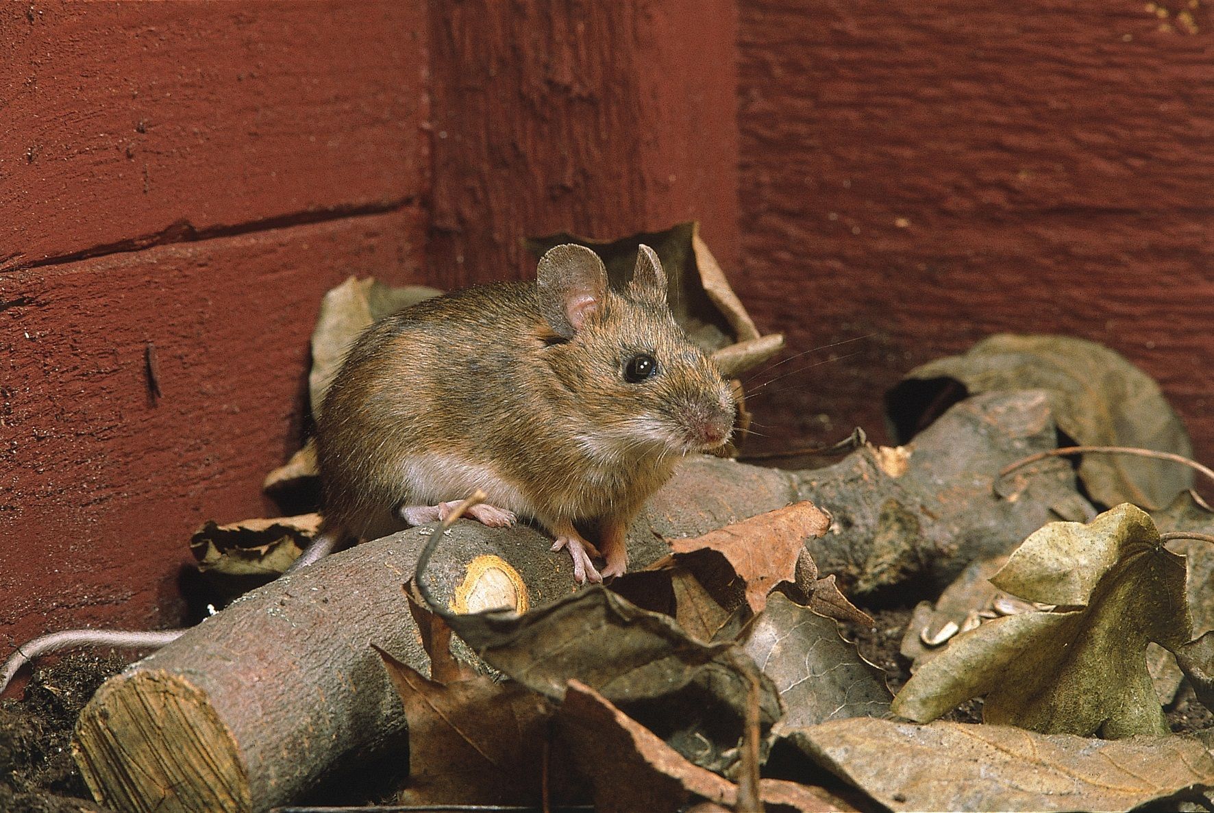 Risques D Une Infestation De Souris Risques D Une Infestation De Souris