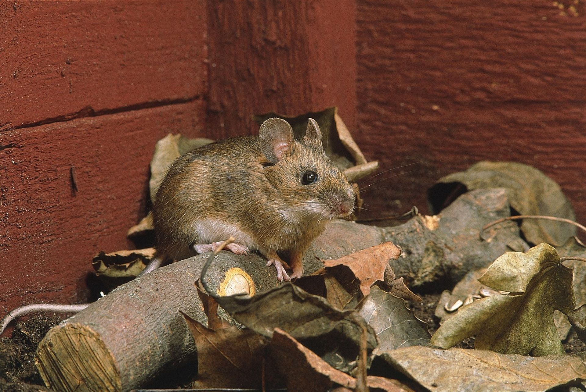 Risques D Une Infestation De Souris