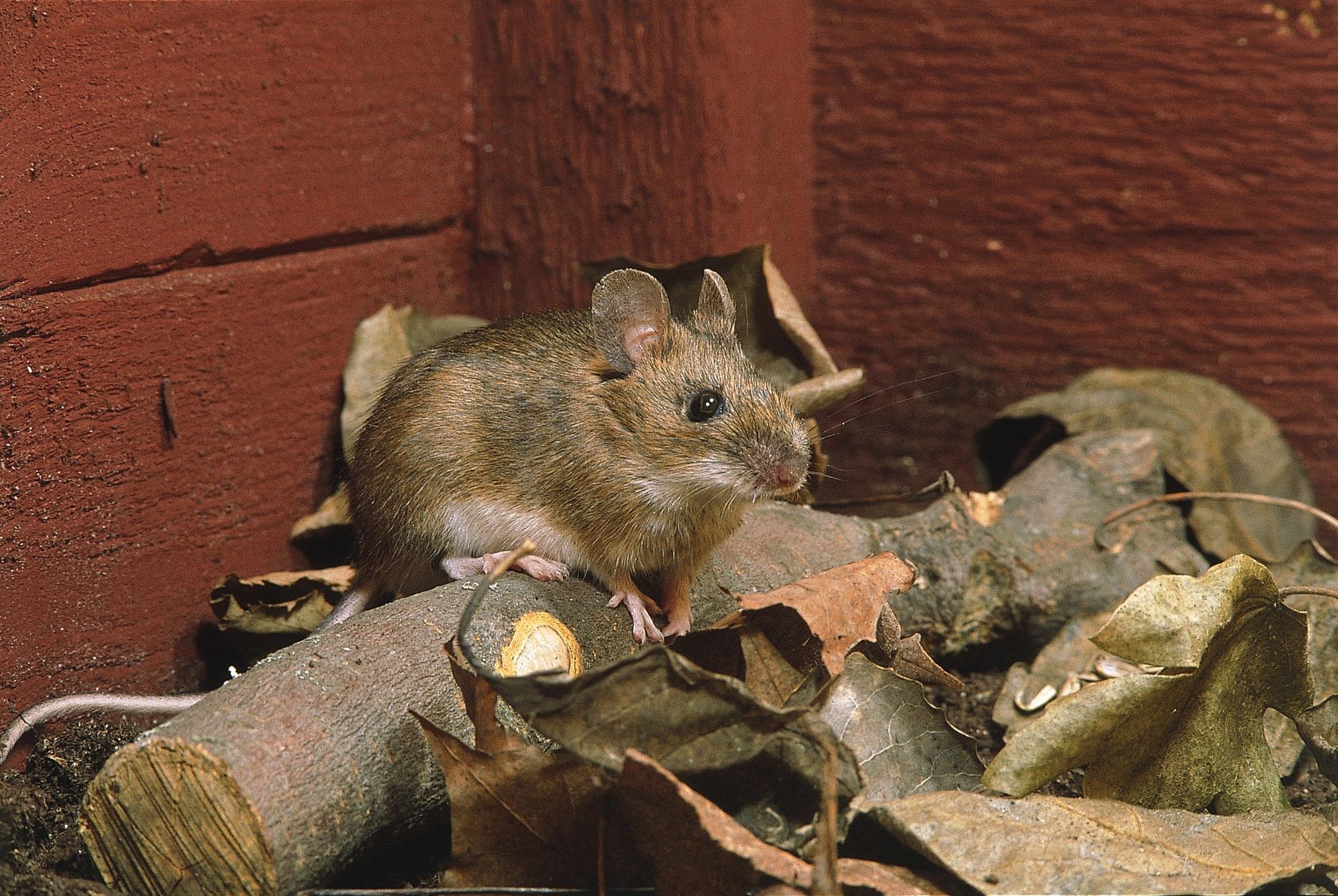 Nos conseils pour se débarrasser des rats et souris au grenier