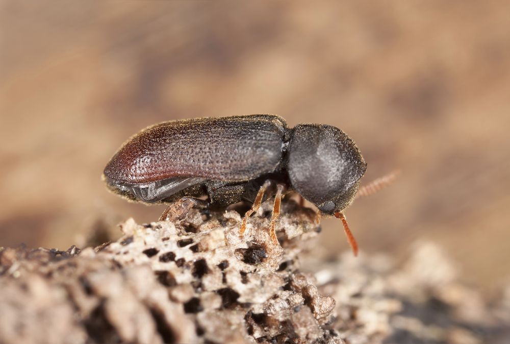 traitement contre insectes xylophages