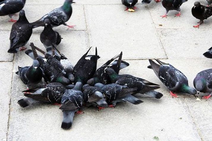 répulsifs pour pièges à oiseaux