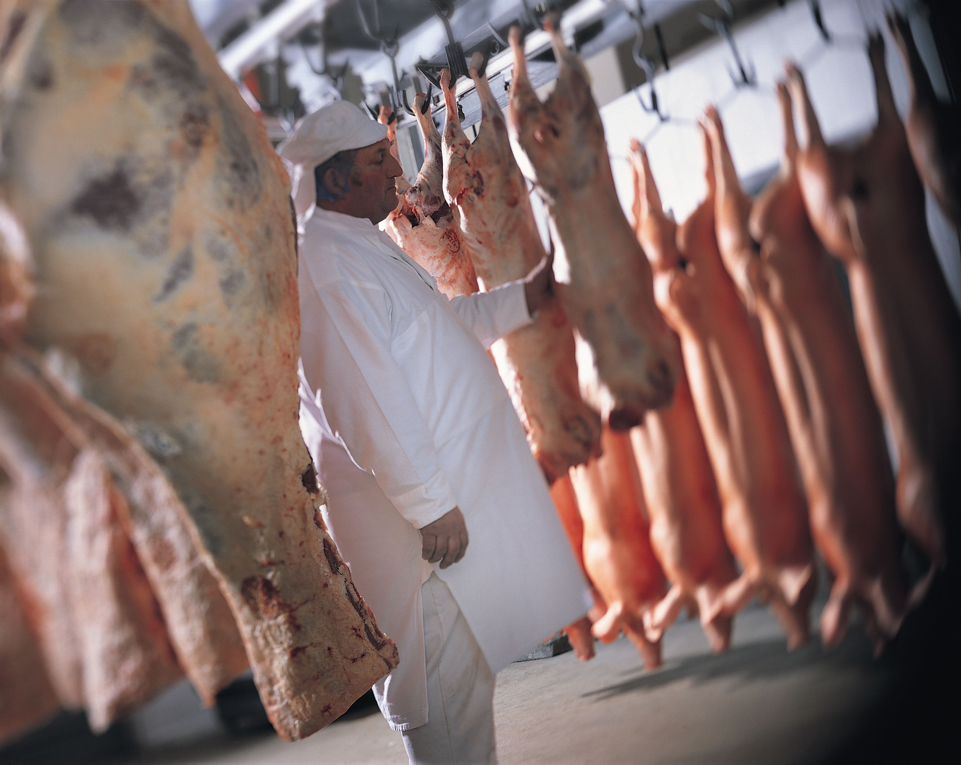ongediertebestrijding slagerij