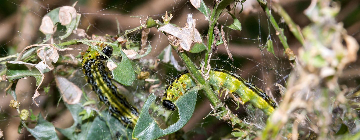buxusmotten in struik