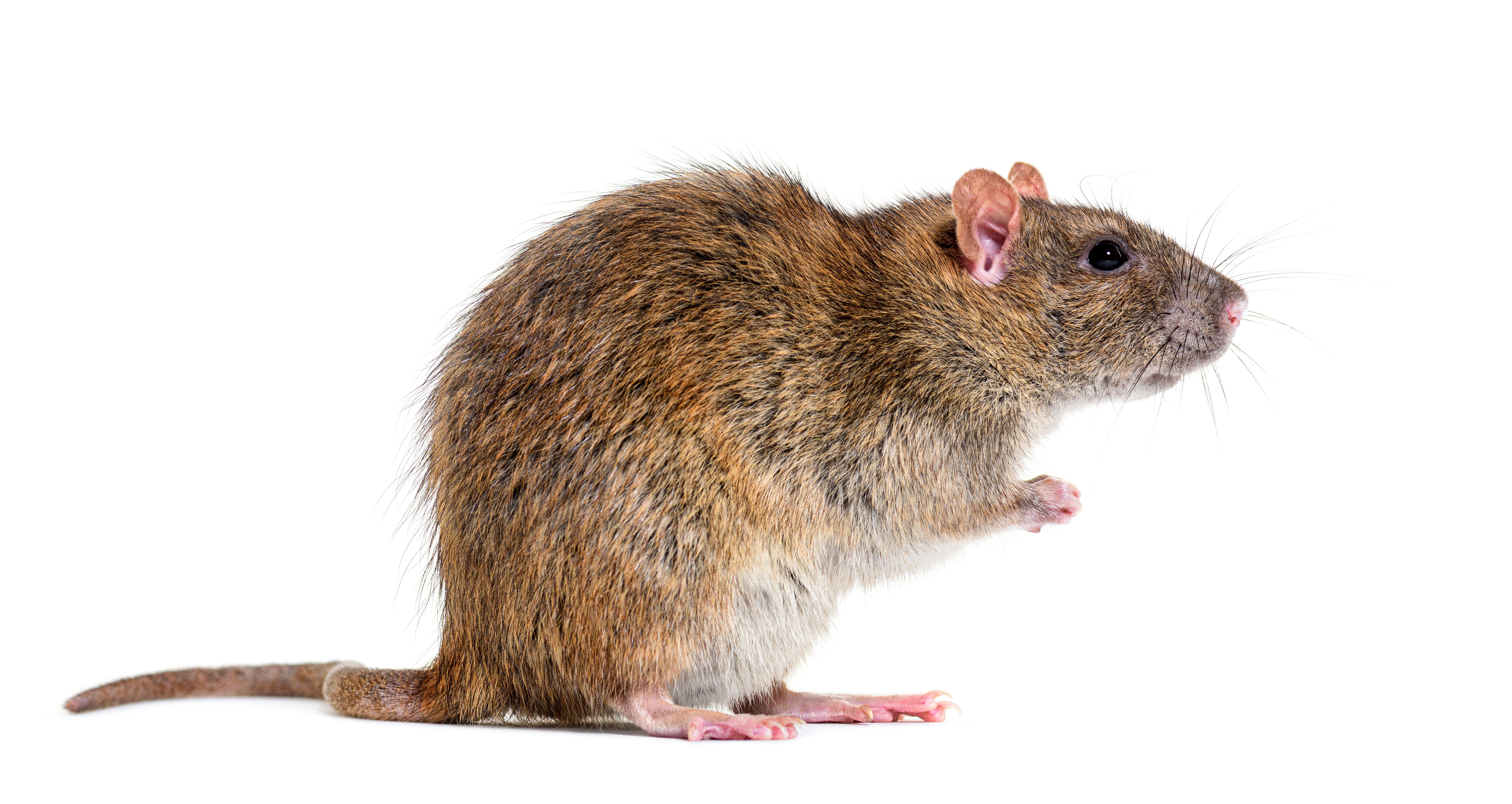 le hantavirus et les rongeurs