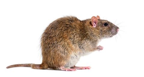 hantavirus en knaagdieren
