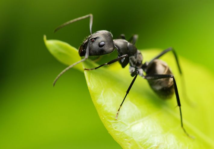 Sortes de fourmis  Fourmi noire - Anticimex
