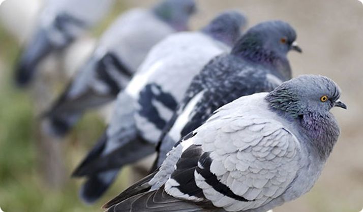 Dispositifs anti-pigeons sur mesure - Anticimex