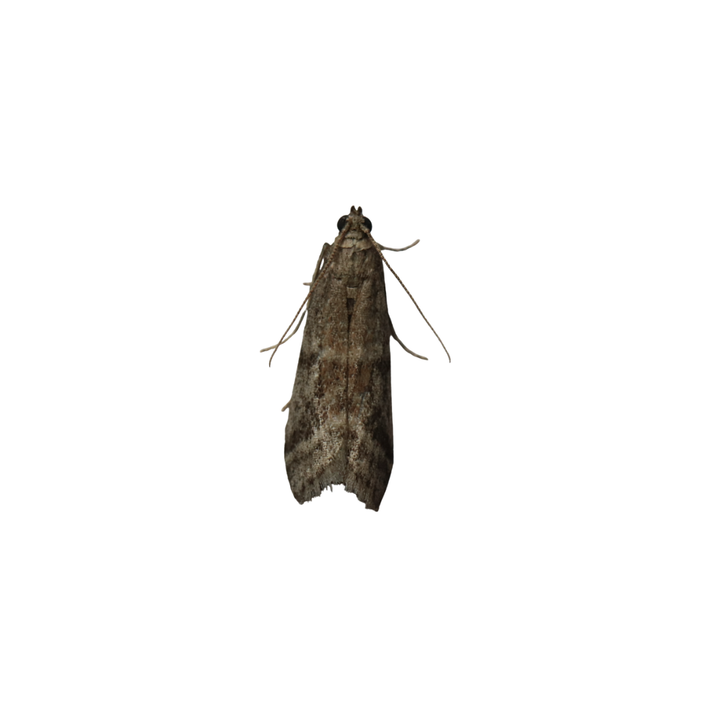 Cacaomot