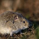 lutter contre les campagnol