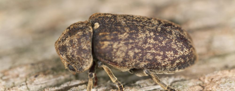 traitement contre le grosse vrillette