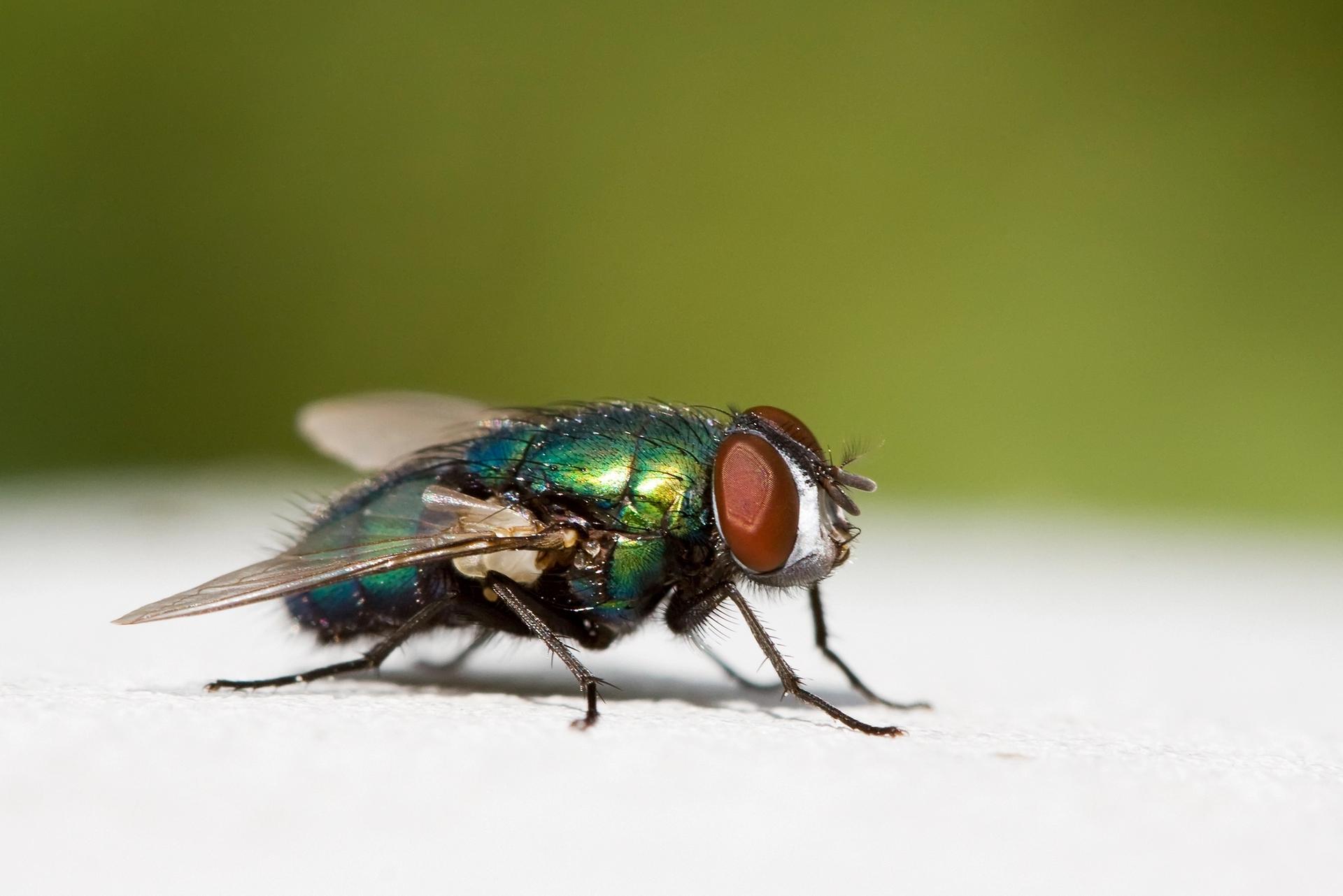Vliegen Insect Vliegende insecten | Informatie & Bestrijding
