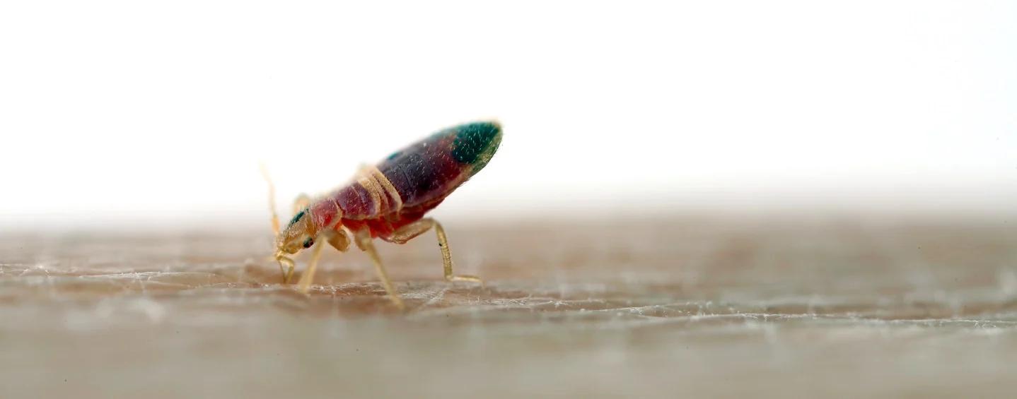 bedwantsen bestrijden