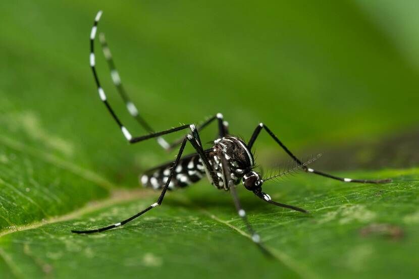 Moustique tigre asiatique sur une feuille verte.