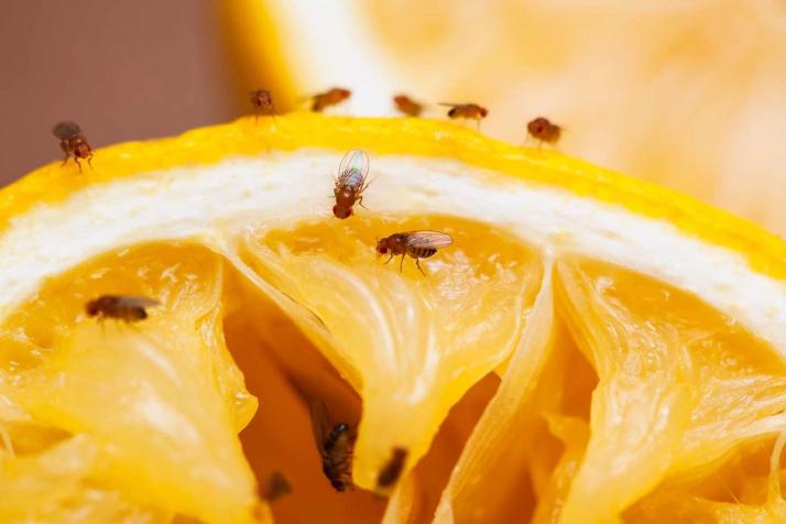 weg met fruitvliegjes 