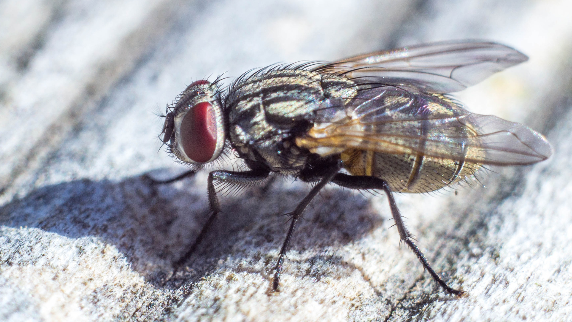 weetjes over fruitvliegen