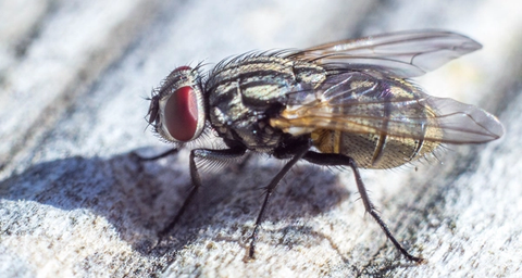 weetjes over fruitvliegen
