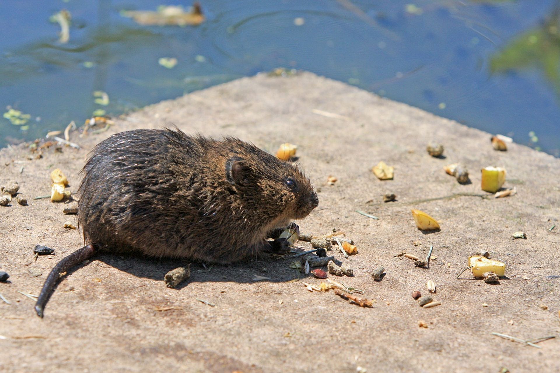 Soorten ratten | De woelrat bestrijden