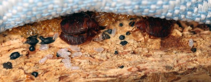 bedbug signs eggs & excrements